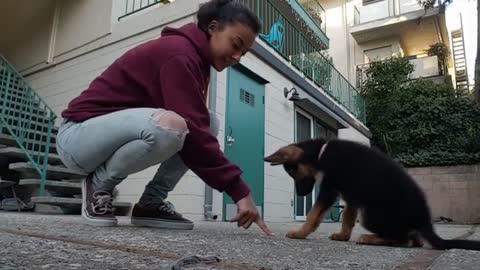 Puppy already knows wide variety of tricks