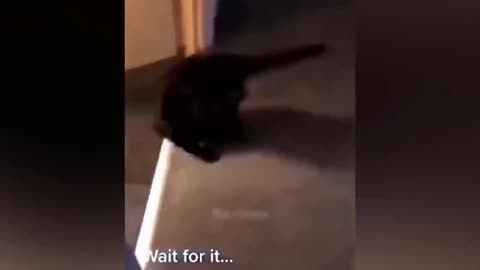 Funny animals videos funniest dong and cats fights 🤣🤣