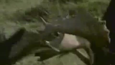 animals fight video - wild animals fighting - big animals fighting