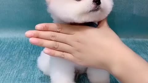 RUMBLE / Cute puppy