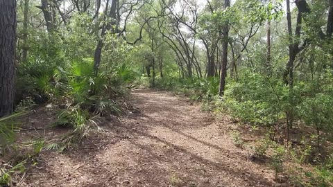 Hiking Johnson Pond Trail in Withlacoochee State Forest Central Florida