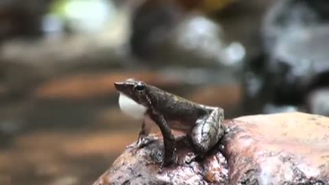Newly discovered frog may be facing last dance