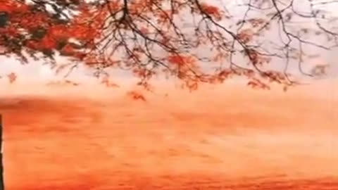 Red Leep Tree Nature Beauty
