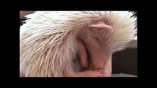 Sleeping Albino Hedgehog will melt your heart