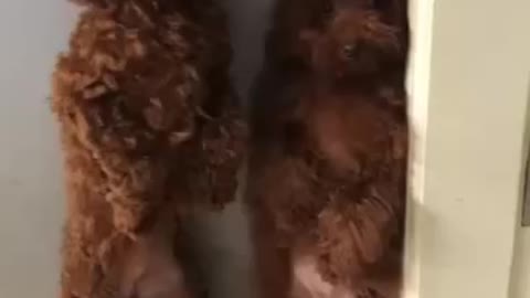 Funny cute fluffy dogs standing 😅😅