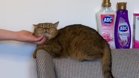 Adorable cat cleans up the house after messing it up