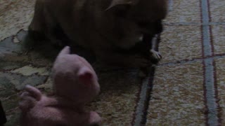 Small dog Chihuahua violently protects its bone from the toy pig