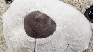 Huge bear in Canada tire