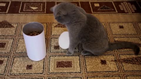 Watch as Clever Cats Solve Problems