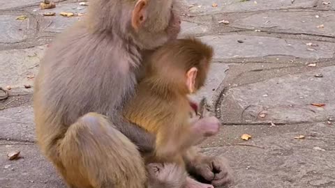 Baby monkey cute animals 38