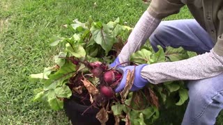 Growing Beets In A 10 Gallon Grow Bag