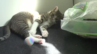 Funny Little Cat Plays with Plastic Bag