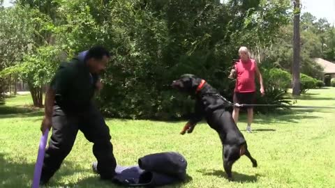 Guard Dog Training Full Step by Step!