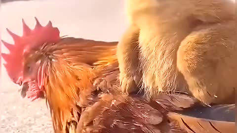 Rooster carrying puppy, they are the best of friends