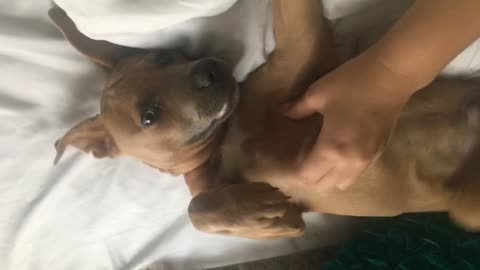 Brown puppy gets belly scratched kicks