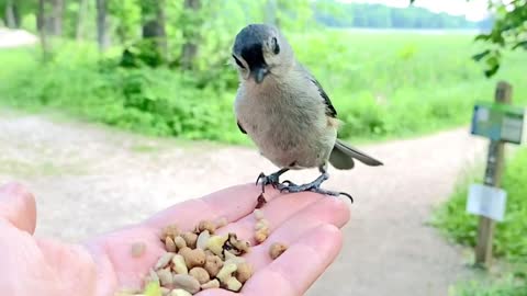 Majestic Video Footage of Hand-Feeding the Tufted Titmouse in Slow Motion