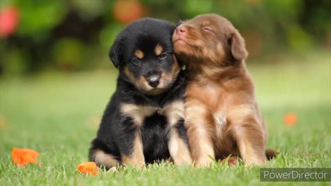 |cute dogs| |dogs| |puppies| |pets video| |animal lovers|