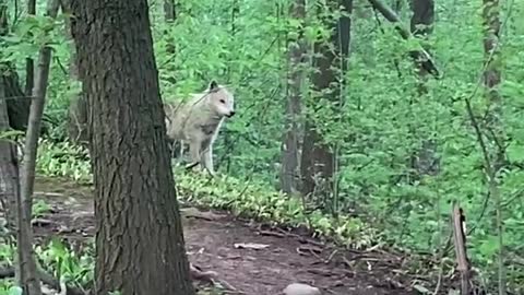 Man and Dog Meet a Wolf While out for a Walk