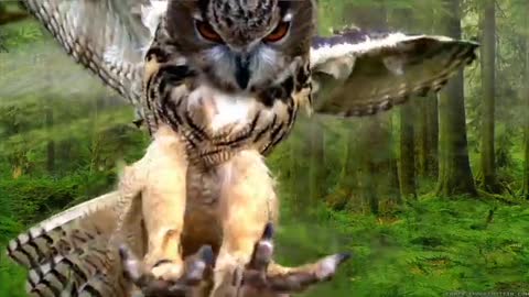 Beautiful Owls on plants in earth nature video