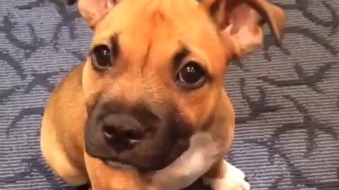 Staffy pup puzzled by strange noises