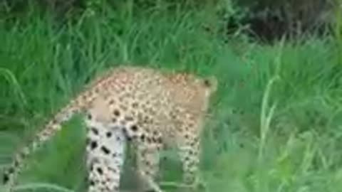 South africa forest leopard collect food