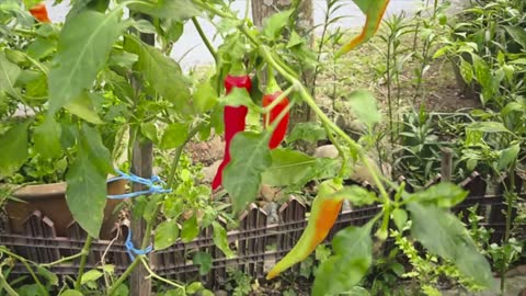 One of The Famous Solok Chili Tree In Malaysia ( WHY ? )