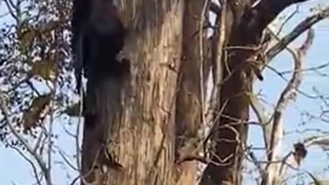 short Very Rare Black Panther Climb on Tree