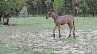Foal Dances in the Rain in During Long Drought