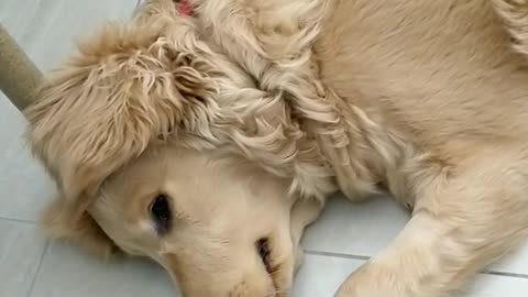 Goldendoodle Makes It Clear How She Feels About Mondays