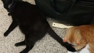 Meem cat and Summer kitten - tail slaps