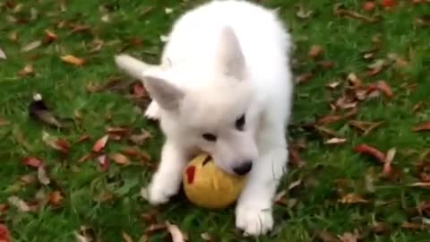 Puppie Husky Playing with Ball OutDoors