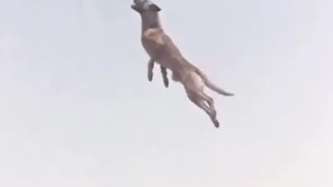 Dog amazing high jump
