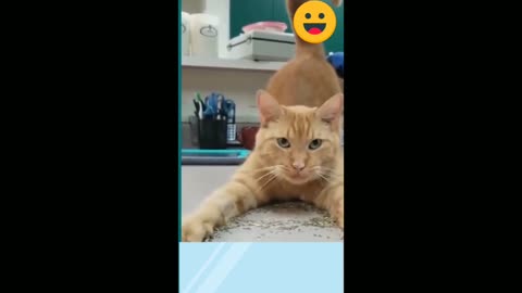 💞😆Cats and dogs fighting very funny😂|| Try not to laugh ||#shorts