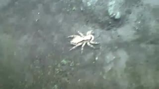 Aranha saltadora flagrada na câmera ao lado de flores e plantas [Nature & Animals]