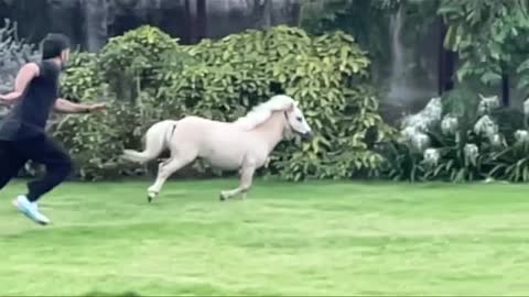 Ms-Dhoni Stronger faster ! - playtime - shetlandpony - racing