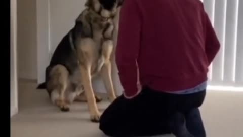 Puppy gets adorable pre-walk pep talk from owner