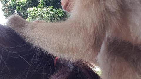 Being Groomed by a Monkey