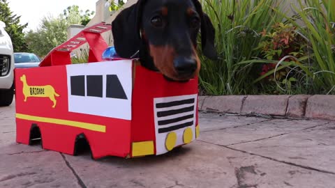 Miniature Dachshund is a one-pup fire brigade