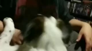 Funny video with my dog