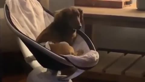 Super Cool Dog Just Chillin' In The Rocking Chair