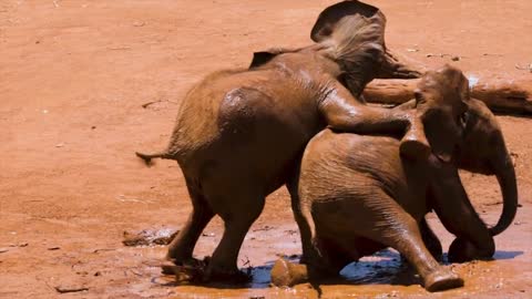 Baby Elephants Playing In The Muddy water