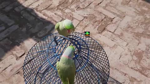 Two Beauties Mitthu And Tiger - Mitthu And Tiger Dancing And Talking - Parrot Talking In Urdu Hindi_