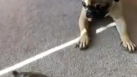 comedy dog video 2021#funny video 2021