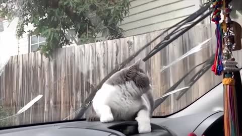Cat imitating windshield wipers