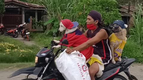 Man's Moped Full of Rad Pets