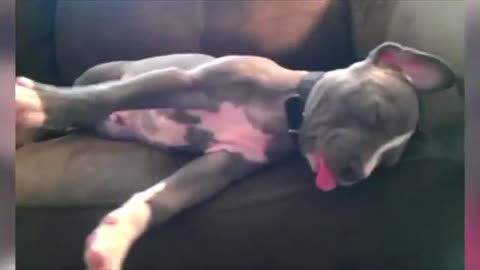 Pulling Sleeping Dog Tongue Gone Wrong!