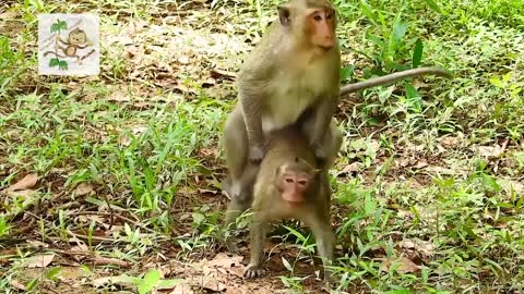 Monkey Funny Mating