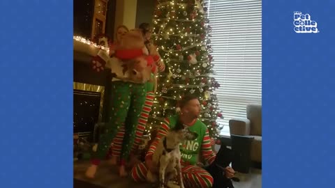 Funniest holiday pets 😂🤣 best Christmas cats and dogs 2023