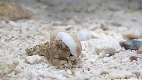 Little hermit crab eating his way through tank