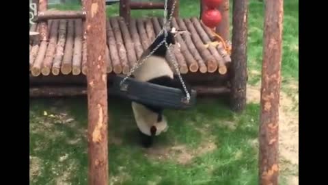 Panda is having fun